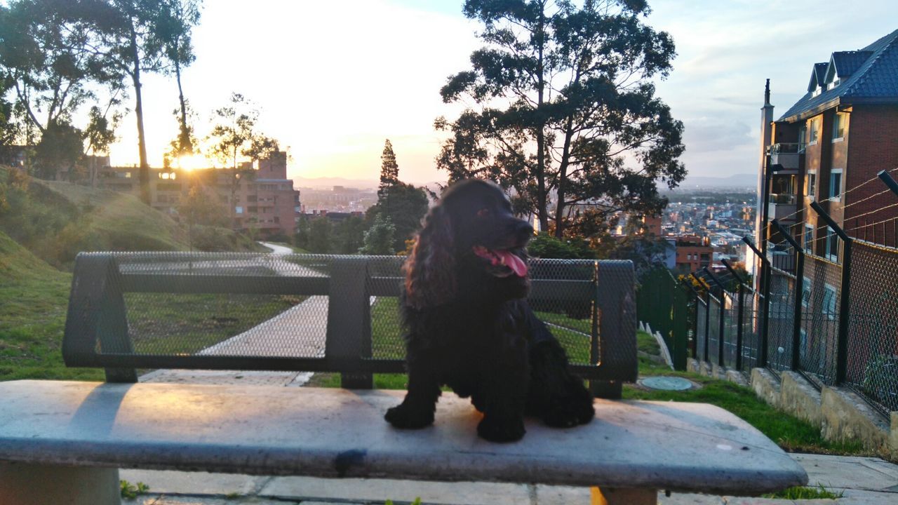 Black cocker spaniel sitting on bench outdoors