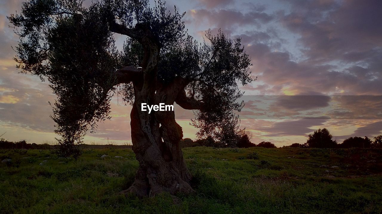 TREES AGAINST SKY