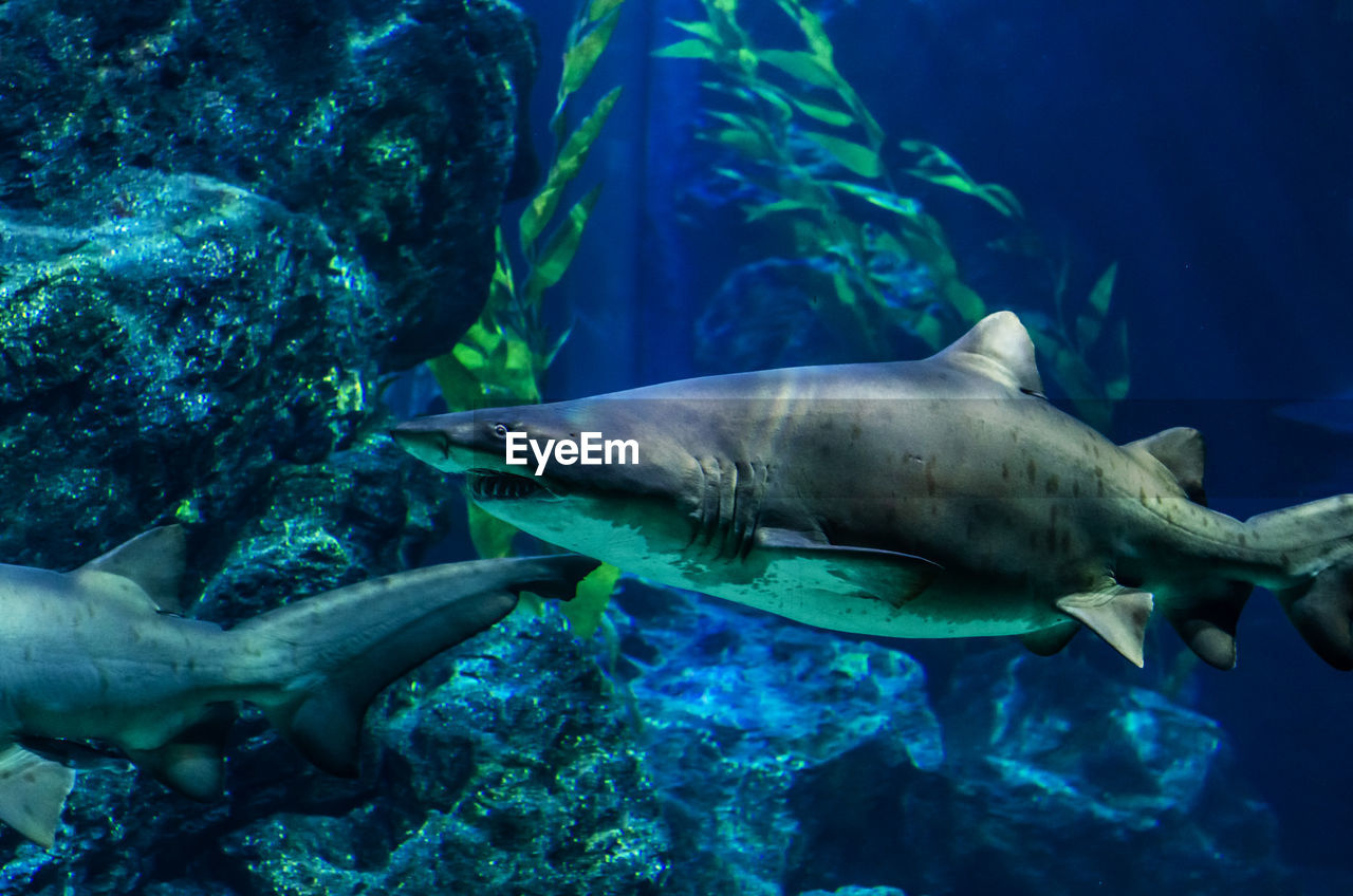 Shark swims among seaweed in the shallows of the sea.shark swims in an exotic ocean scene