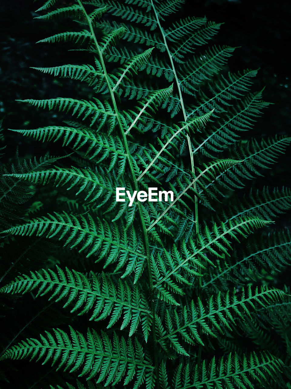 Full frame shot of fern leaves