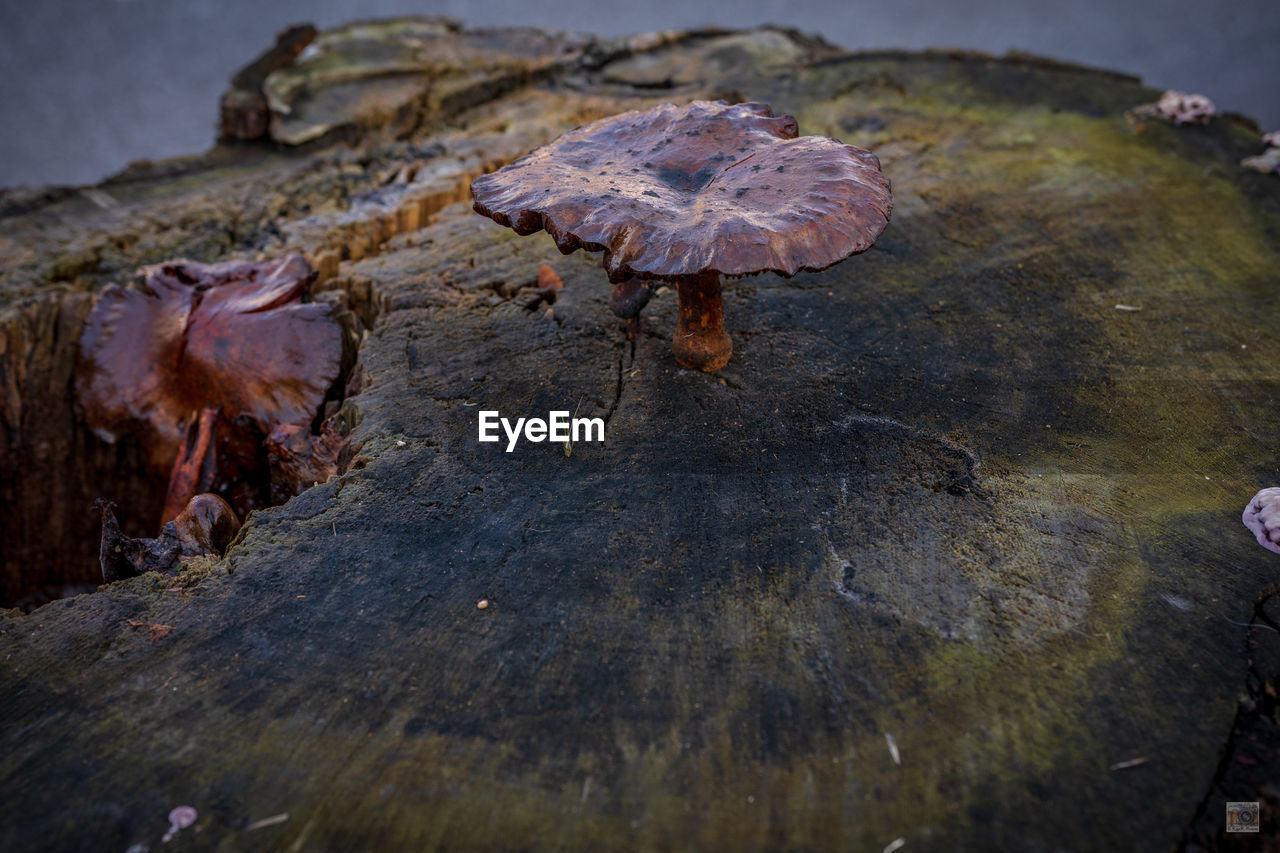 HIGH ANGLE VIEW OF MUSHROOMS ON GROUND