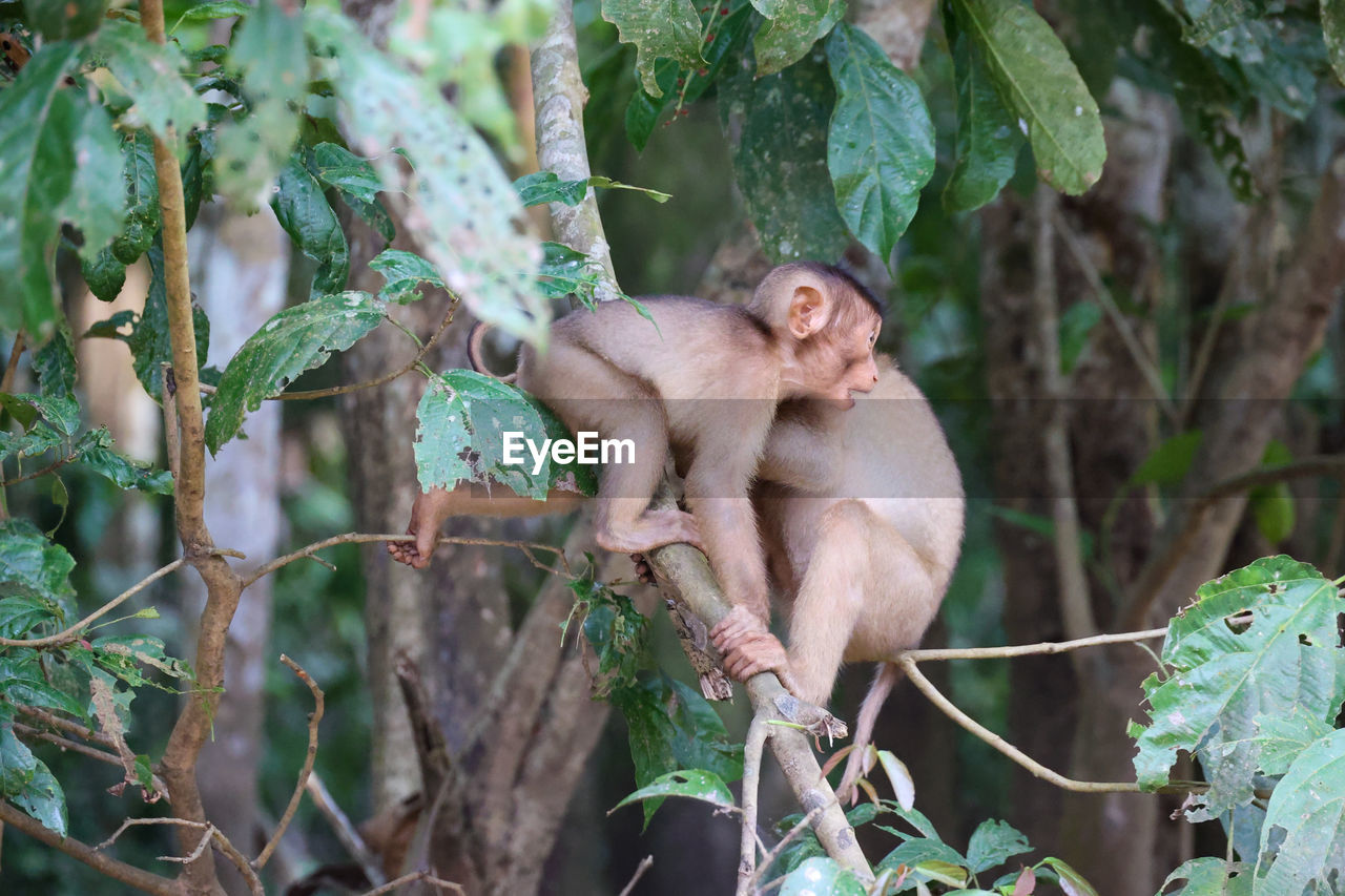 Long-tailed macaque, kinabatangan river, sabah, bornéo