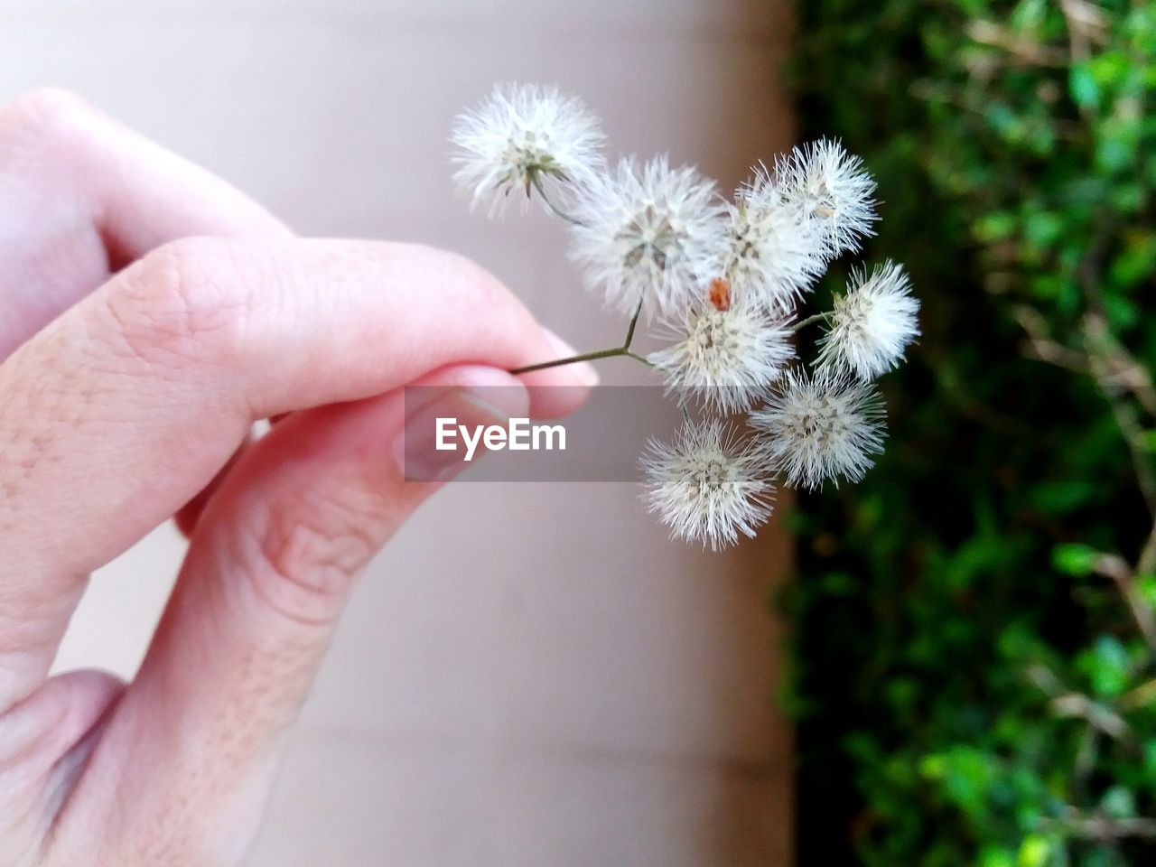 Close-up of hand holding dandelion flowers