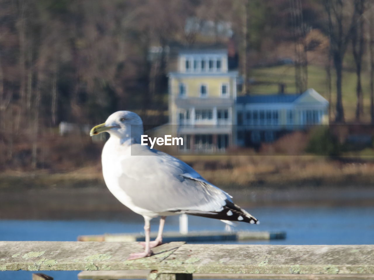 SEAGULL PERCHING ON A WOODEN POST