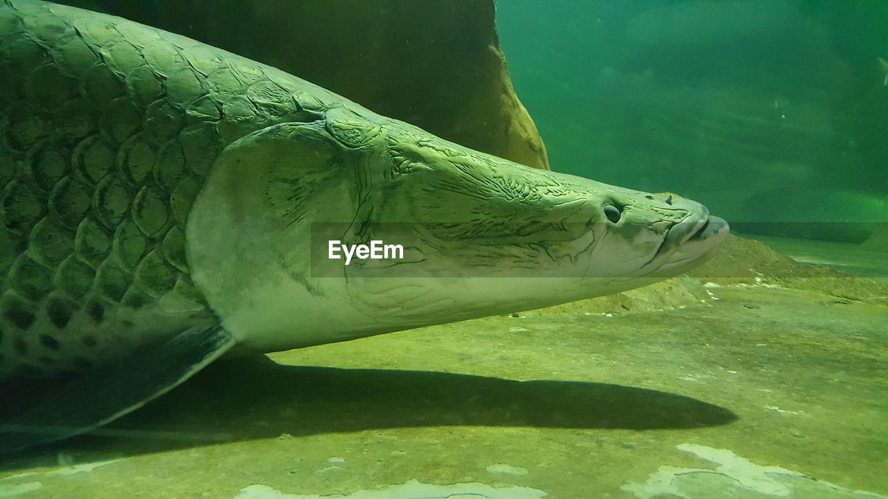 CLOSE-UP OF TURTLE SWIMMING IN WATER