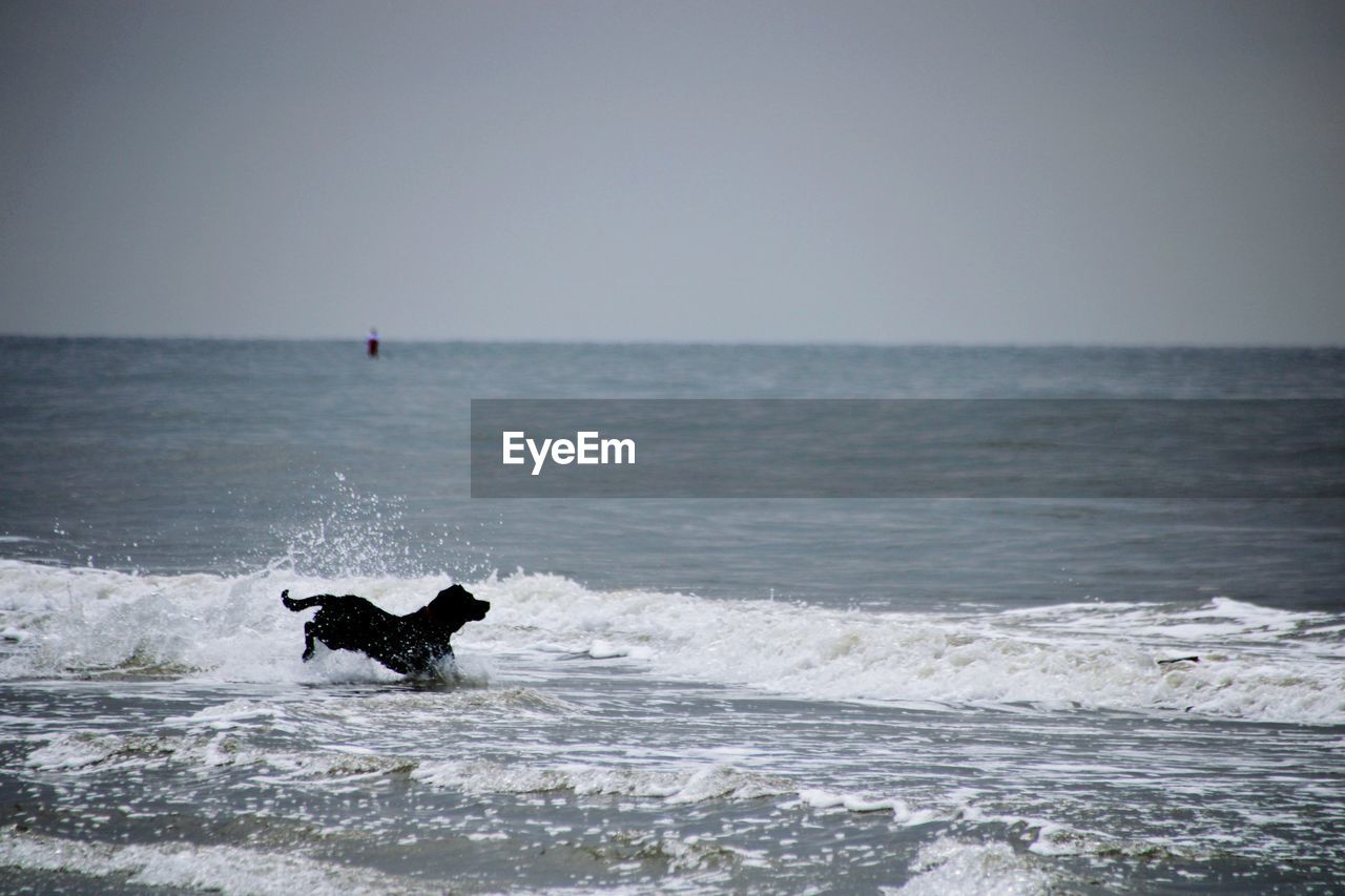 Dog jumping into the sea