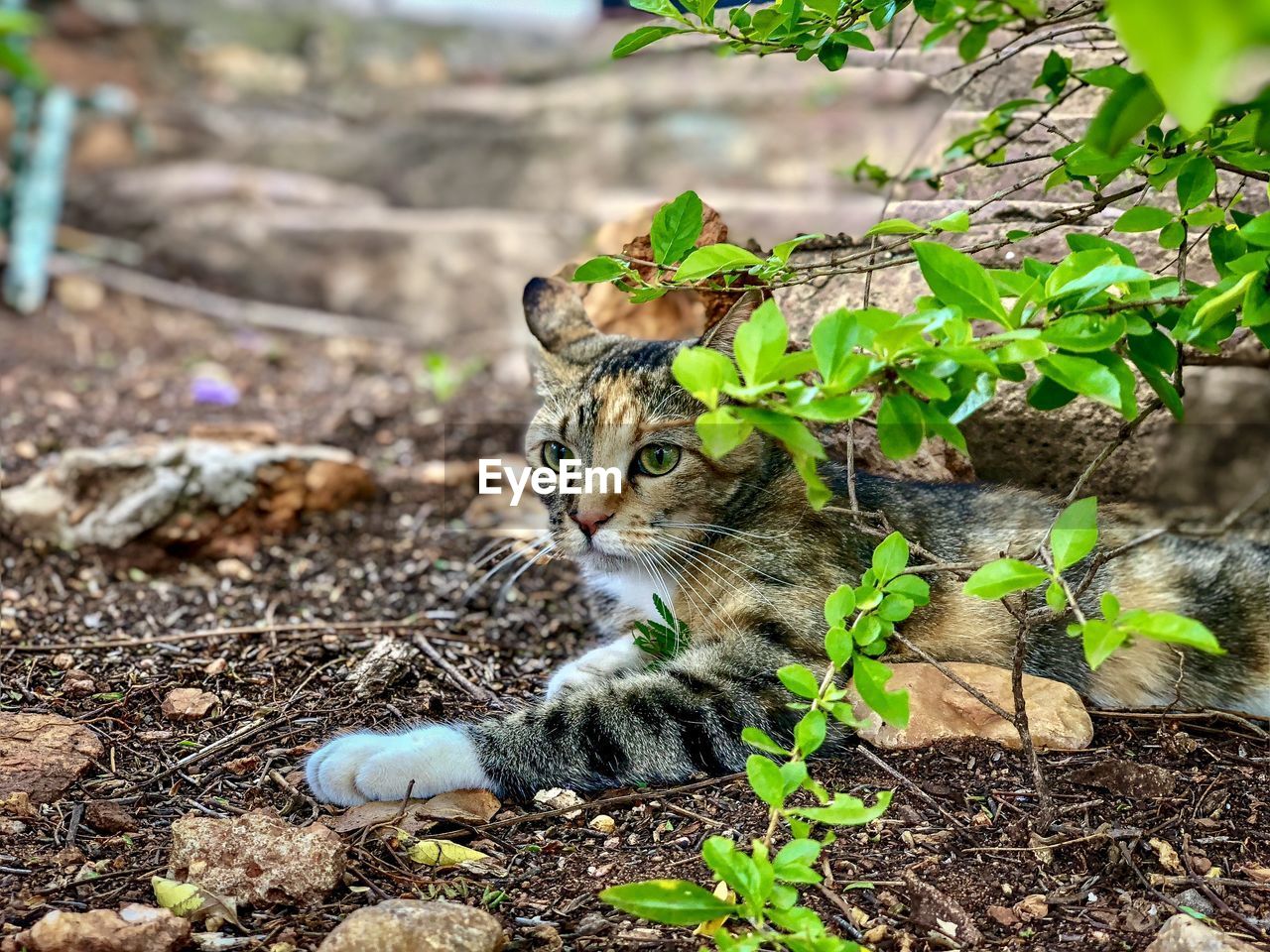 HIGH ANGLE VIEW OF CAT ON FIELD