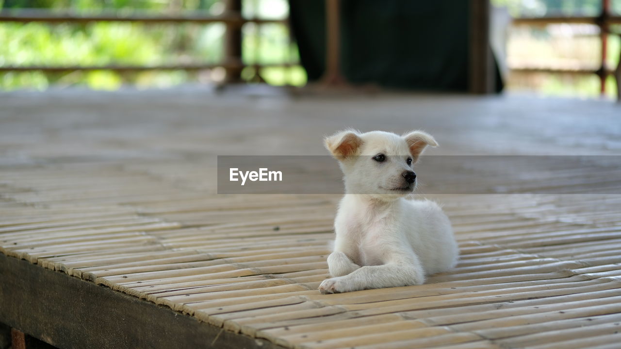 Close-up of dog sitting outdoors