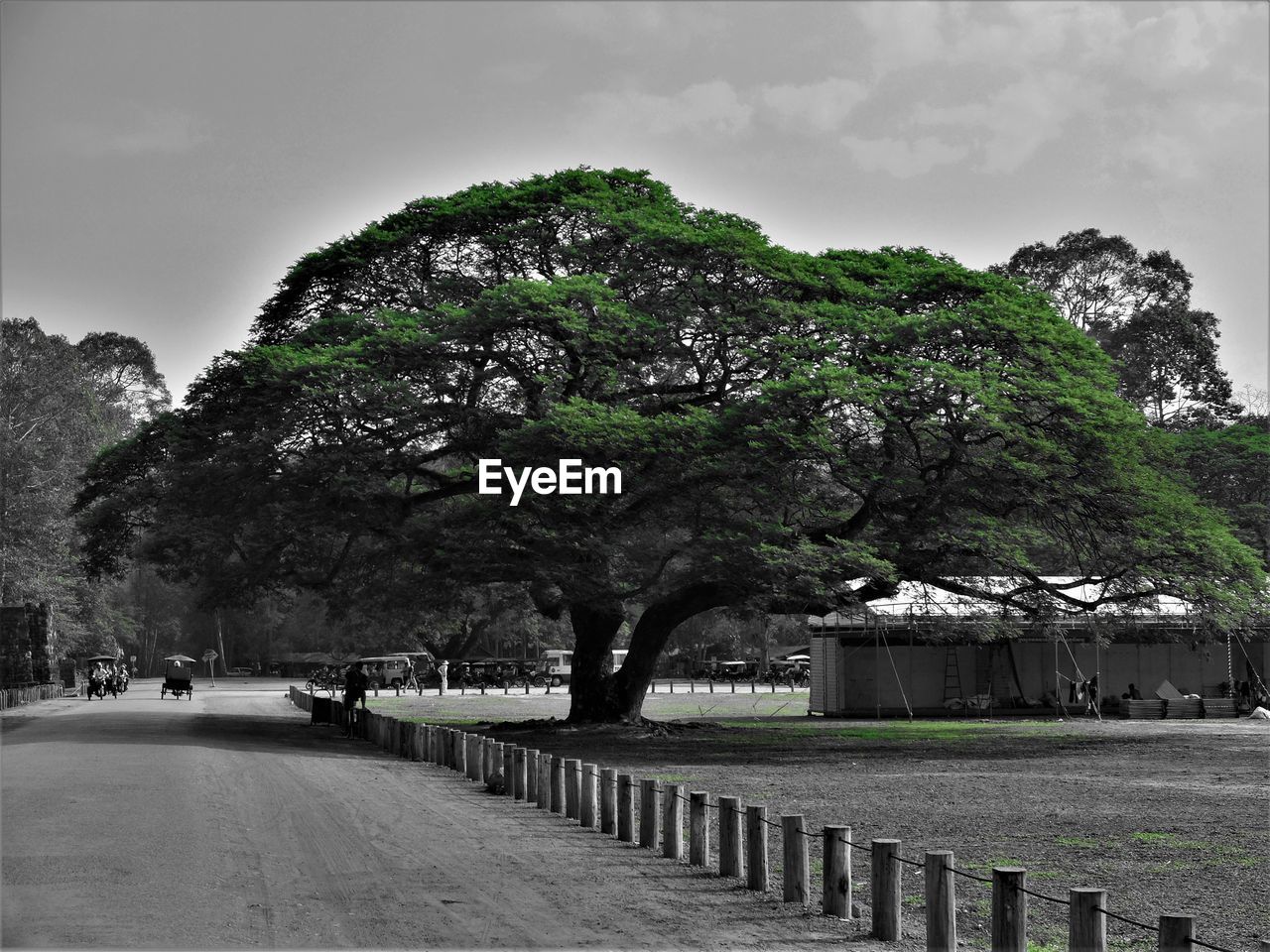 TREES IN PARK