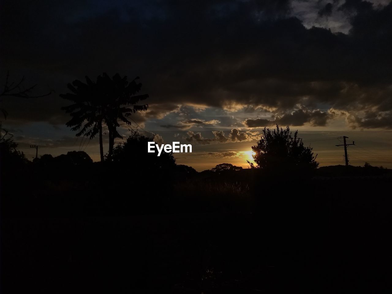 SILHOUETTE TREES AND PLANTS AGAINST SKY DURING SUNSET