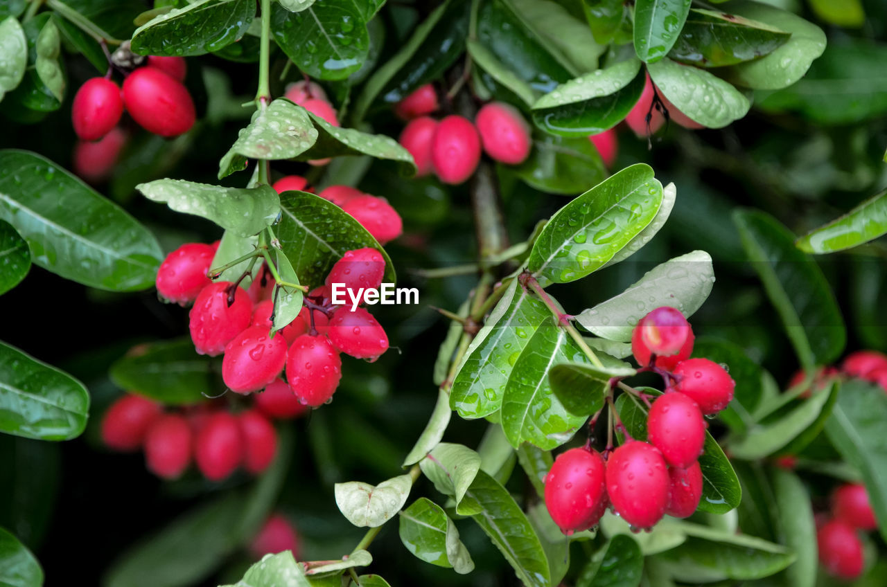 CLOSE-UP OF RED BERRIES