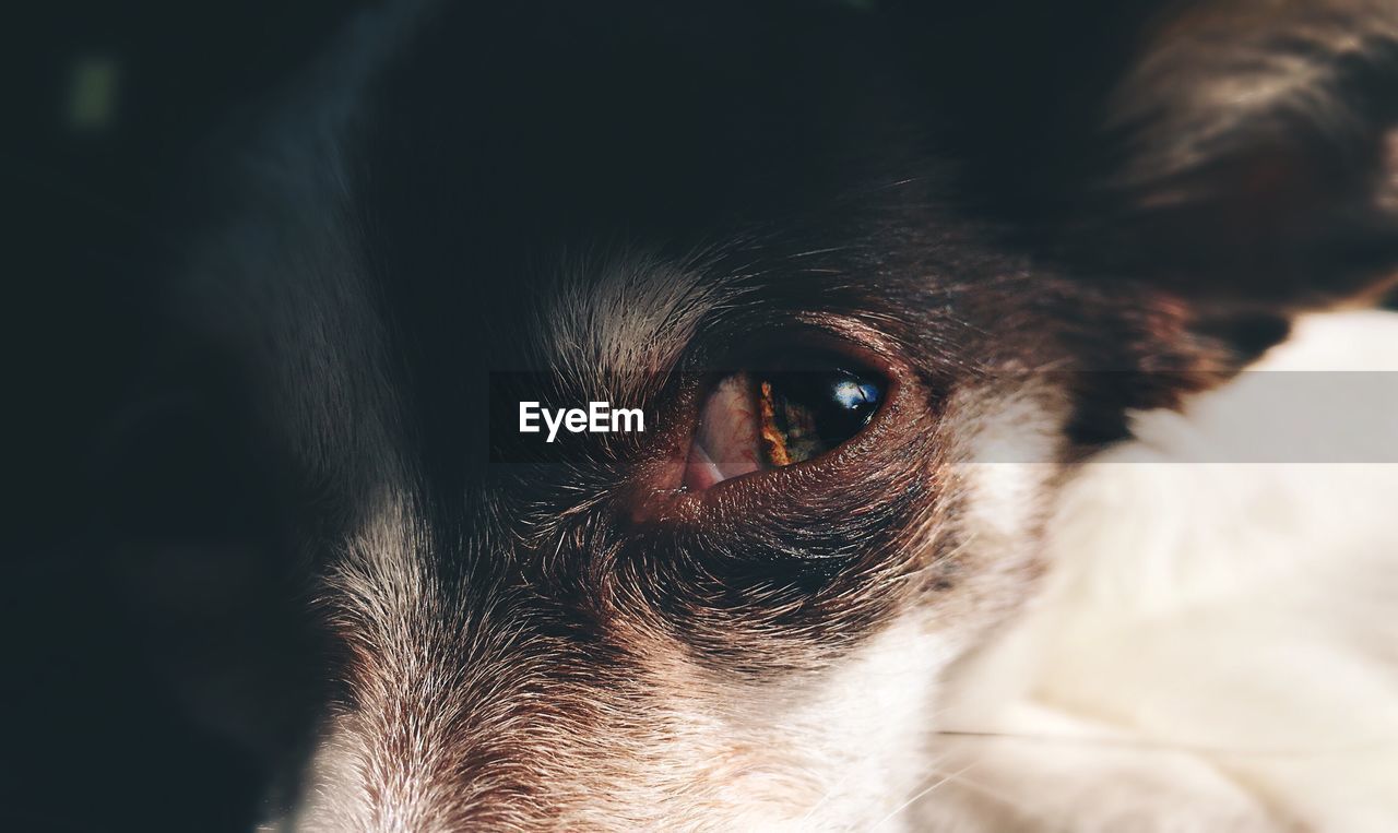 Close-up of dog's eye