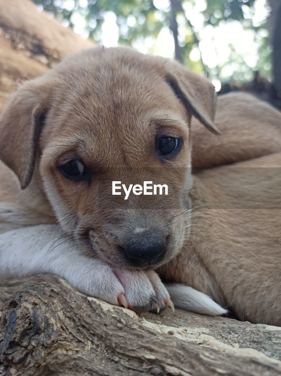 Close-up portrait of dog resting