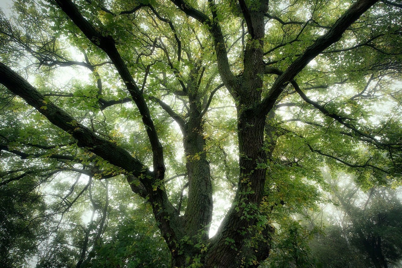 tree, plant, forest, growth, low angle view, green, sunlight, woodland, beauty in nature, leaf, branch, nature, natural environment, no people, tranquility, day, land, flower, old-growth forest, outdoors, rainforest, tree trunk, backgrounds, trunk, full frame, tree canopy, grove, scenics - nature, lush foliage, foliage, jungle