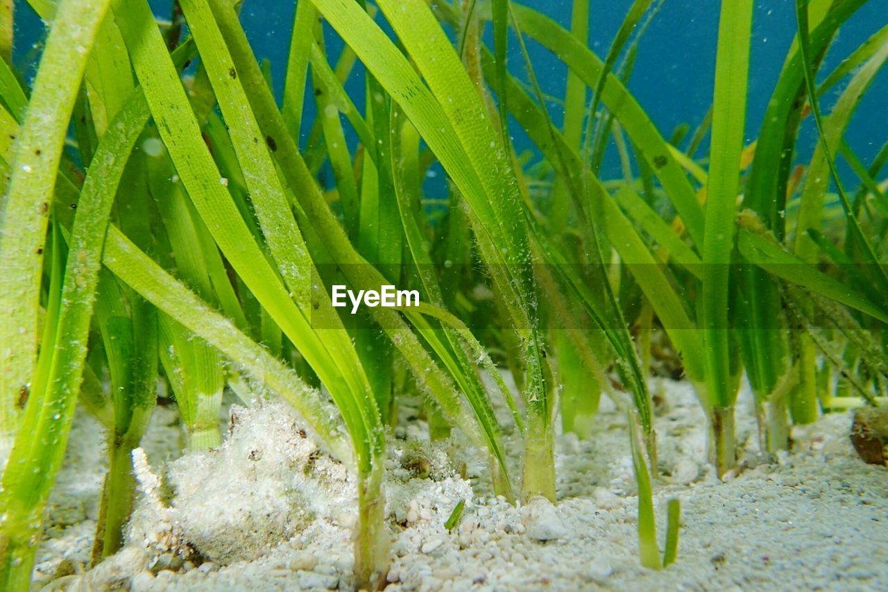 CLOSE-UP OF FRESH GREEN PLANTS IN WATER