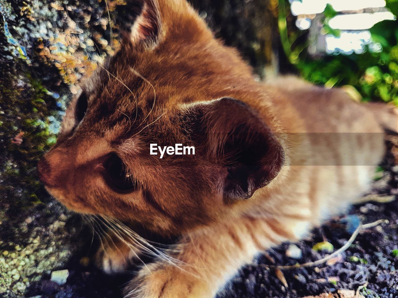 High angle view of kitten on dirt