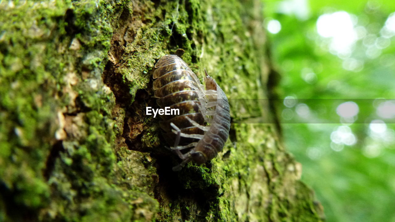 Close-up of insects on tree trunk