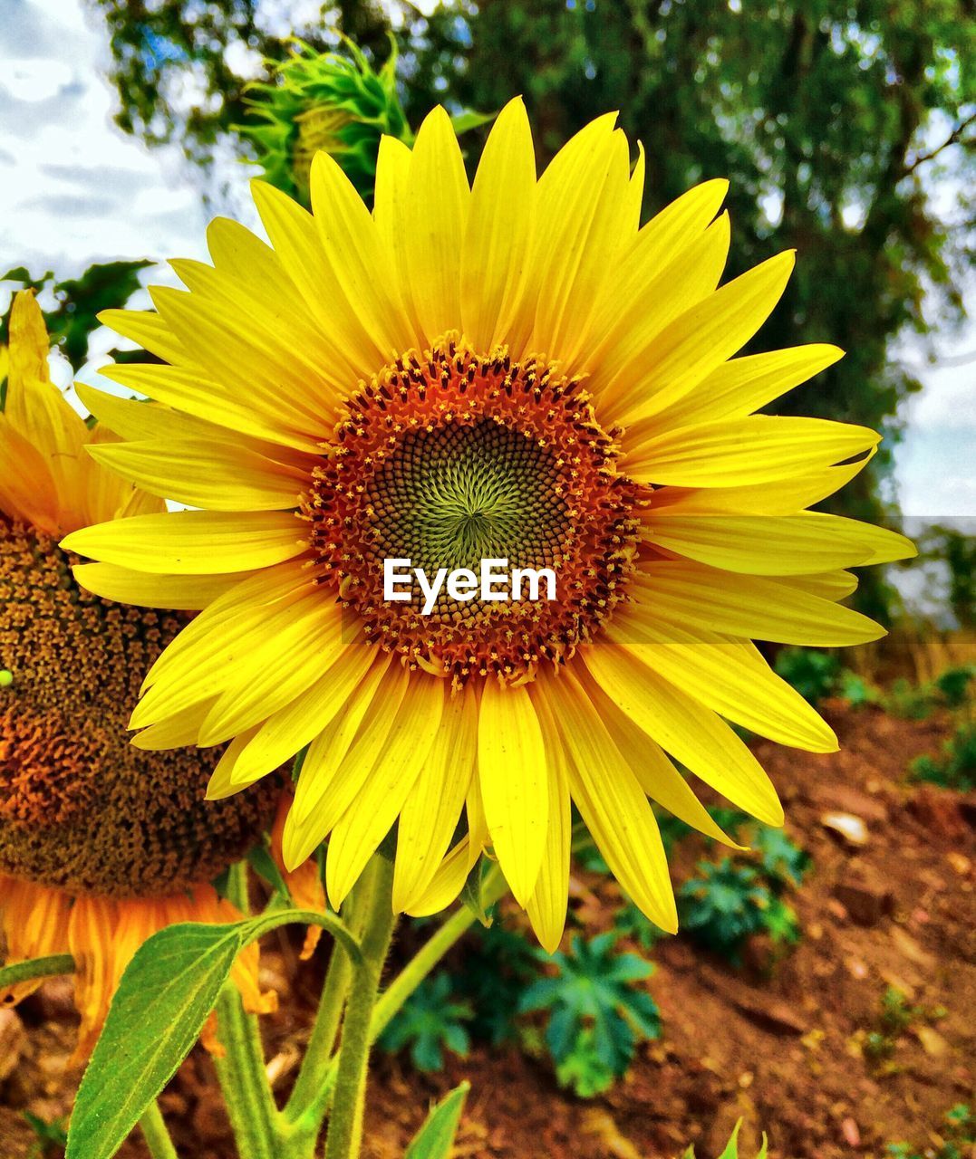 Close-up of fresh sunflower blooming in field