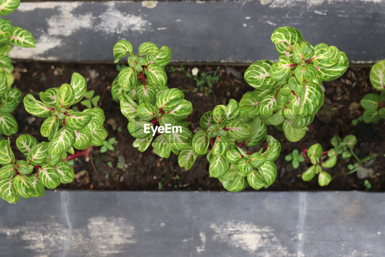 High angle view of plant growing outdoors