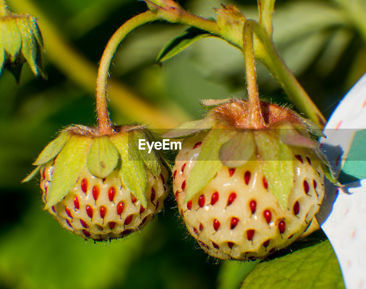 CLOSE-UP OF FRESH RED FRUIT ON PLANT