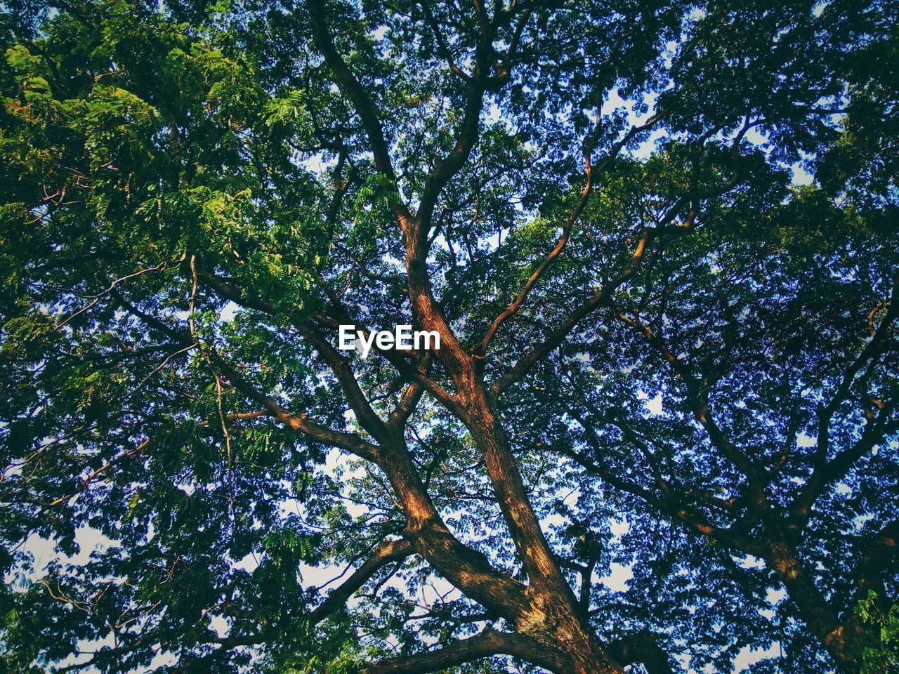 LOW ANGLE VIEW OF TREES IN FOREST