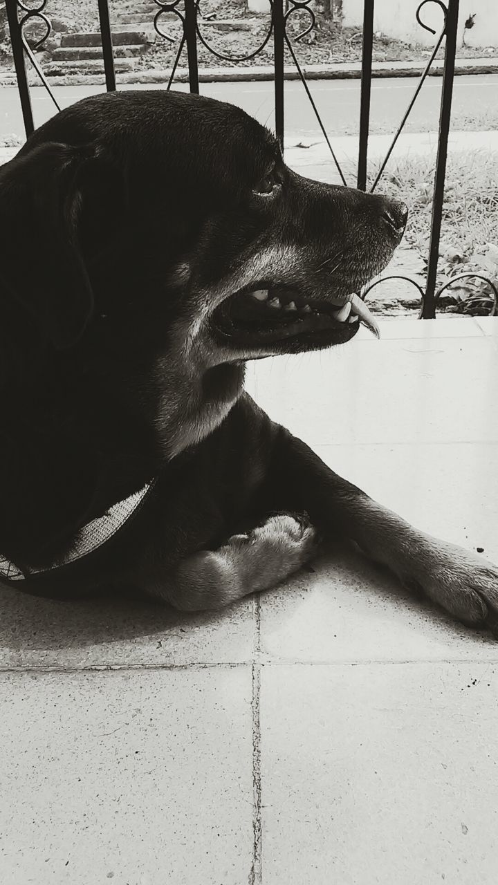 CLOSE-UP OF DOG IN PEN