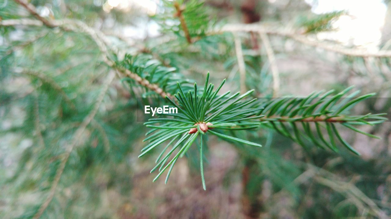 CLOSE-UP OF PINE CONES ON TREE