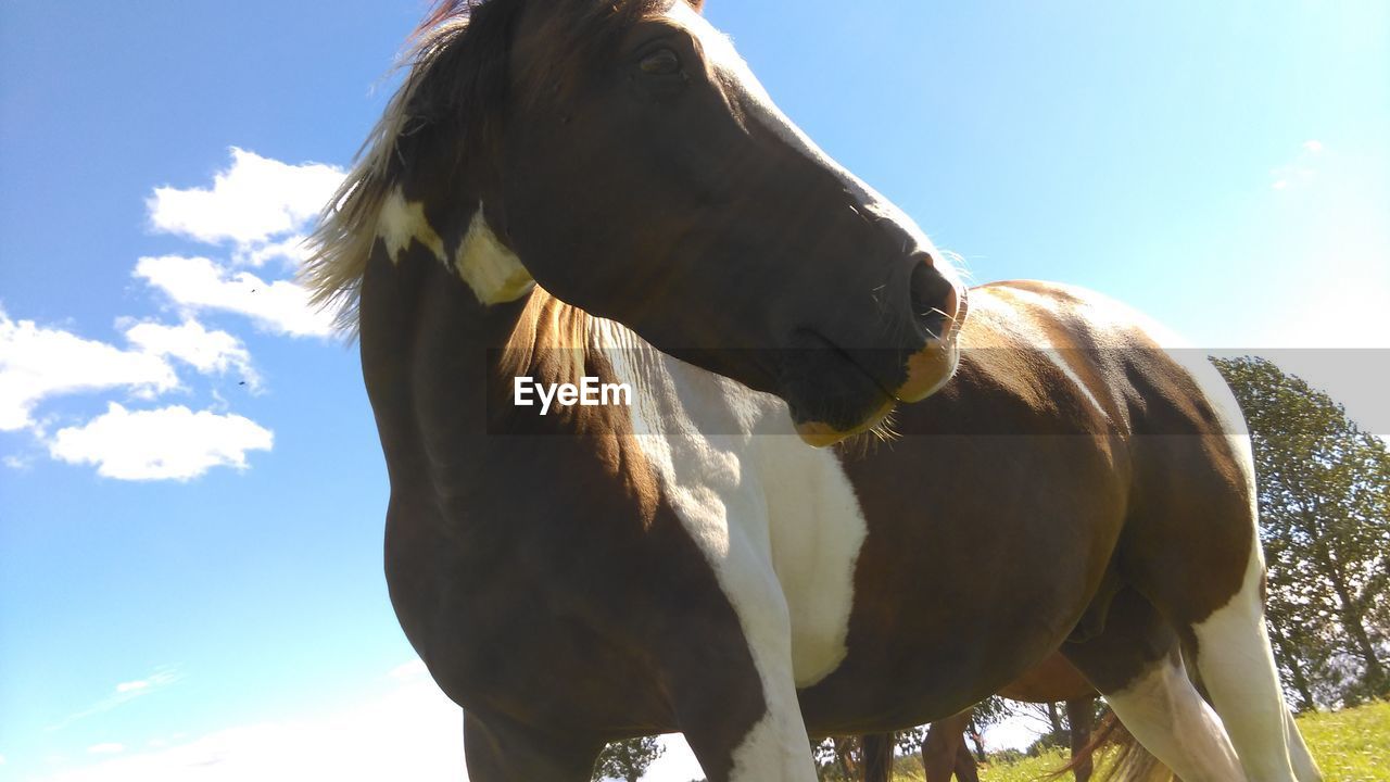 Horse looking away on field