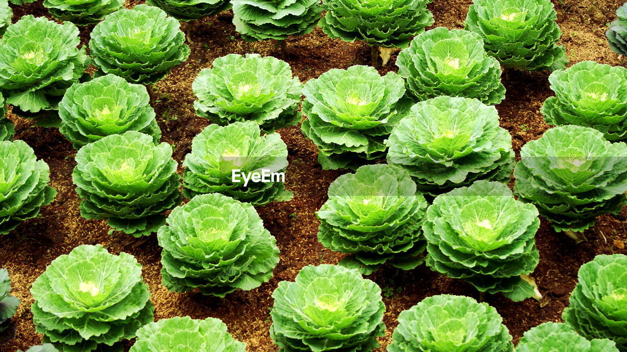 HIGH ANGLE VIEW OF VEGETABLES ON PLANT IN FARM