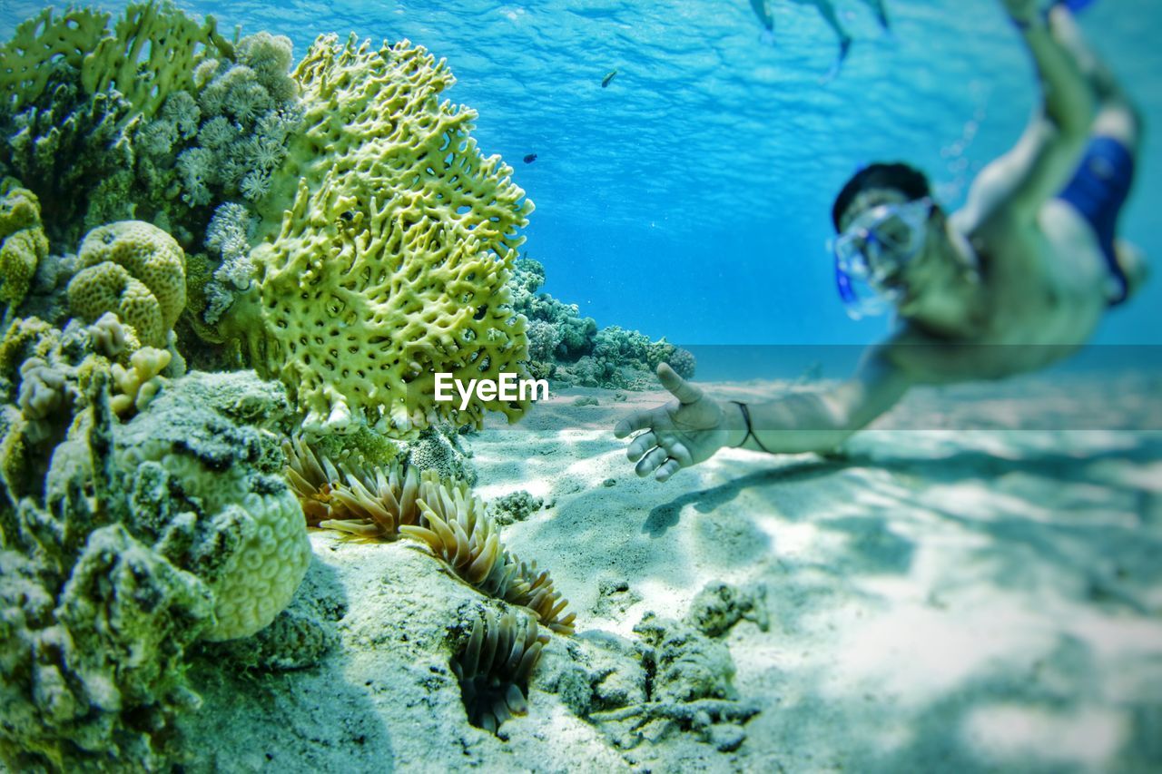 Shirtless man snorkeling by coral reef in sea
