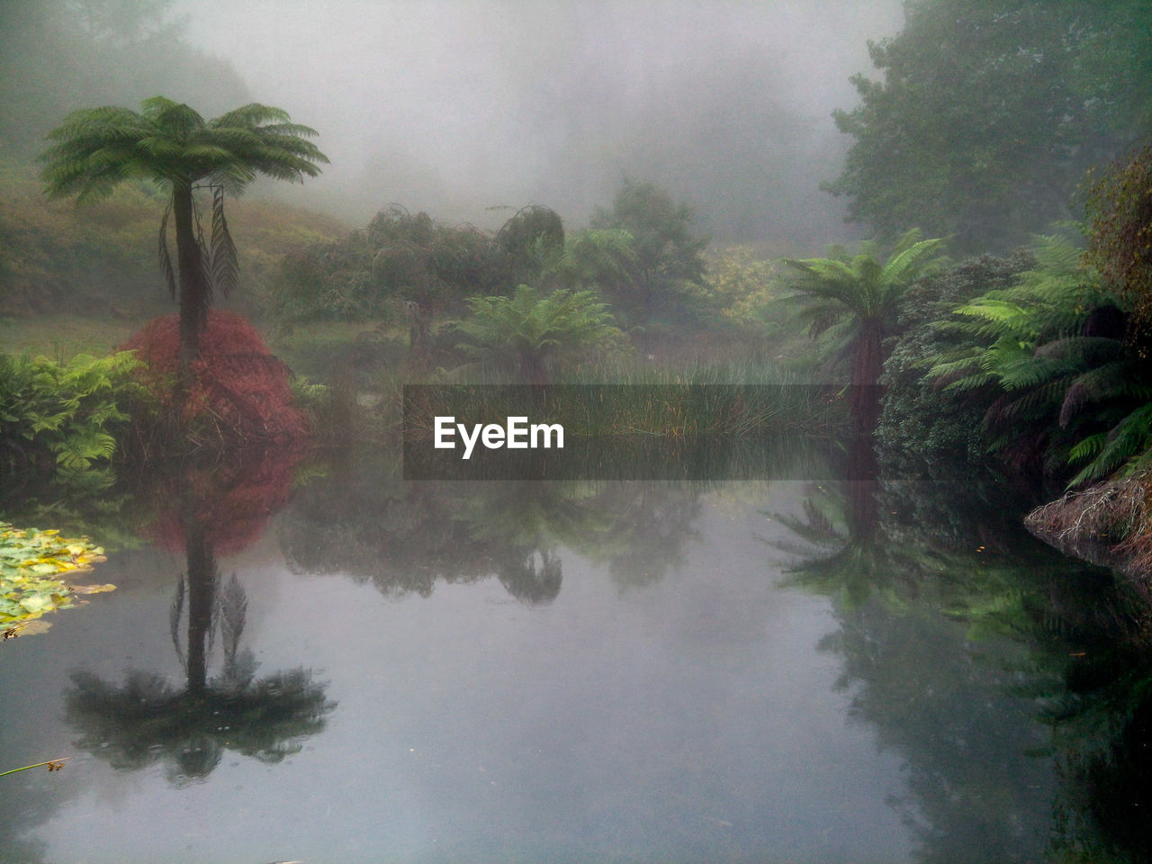 SCENIC VIEW OF LAKE AGAINST TREES