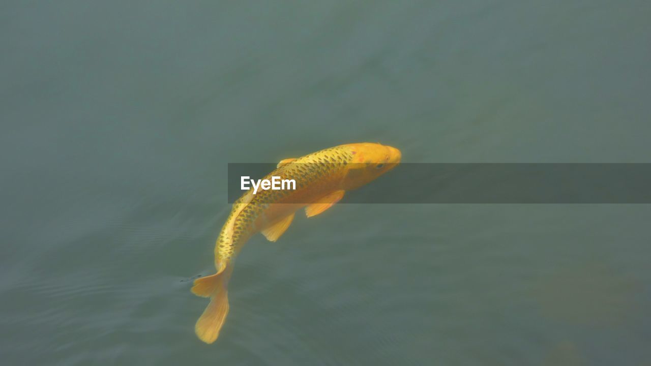 CLOSE-UP OF FISH UNDERWATER