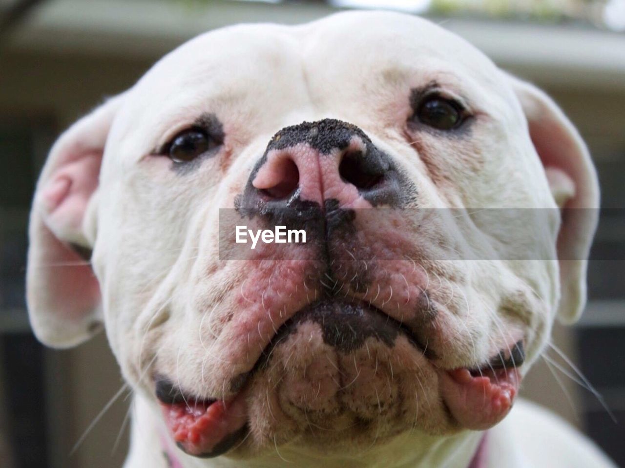 American bulldog smiling