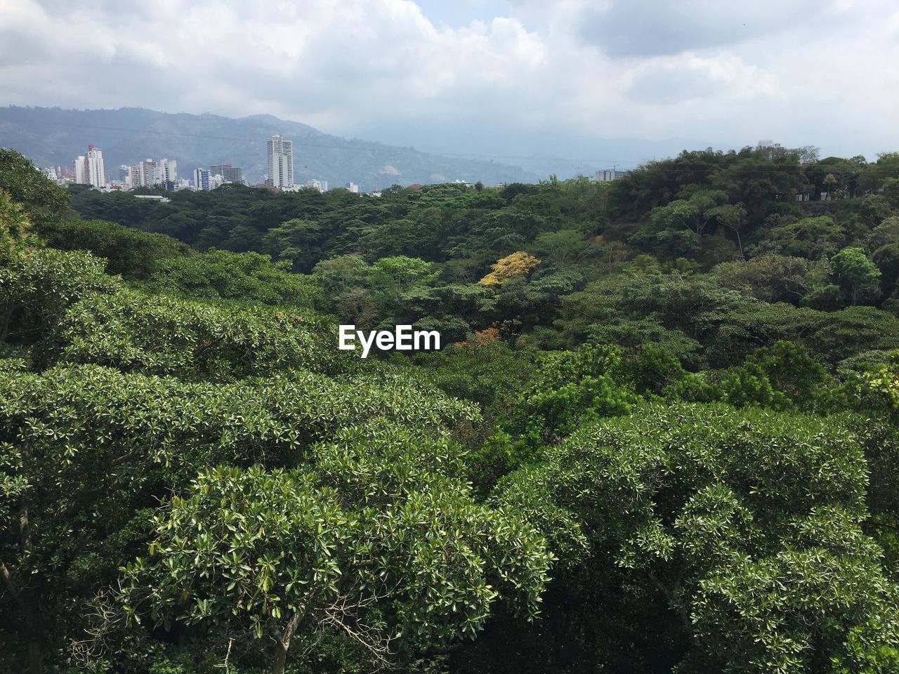 TREES AND PLANTS GROWING ON LAND AGAINST SKY