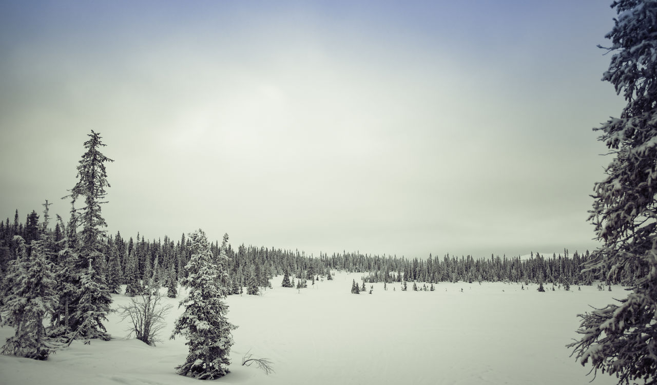 Trees on snow covered landscape against sky