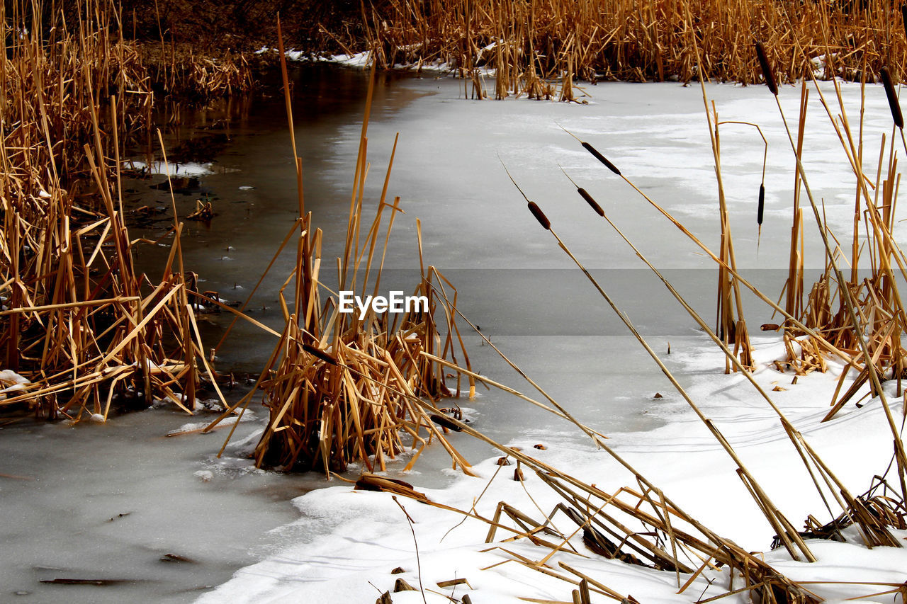 Cattails in frozen pond