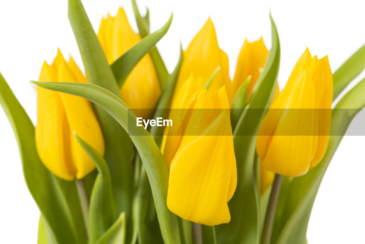 CLOSE-UP OF YELLOW TULIPS