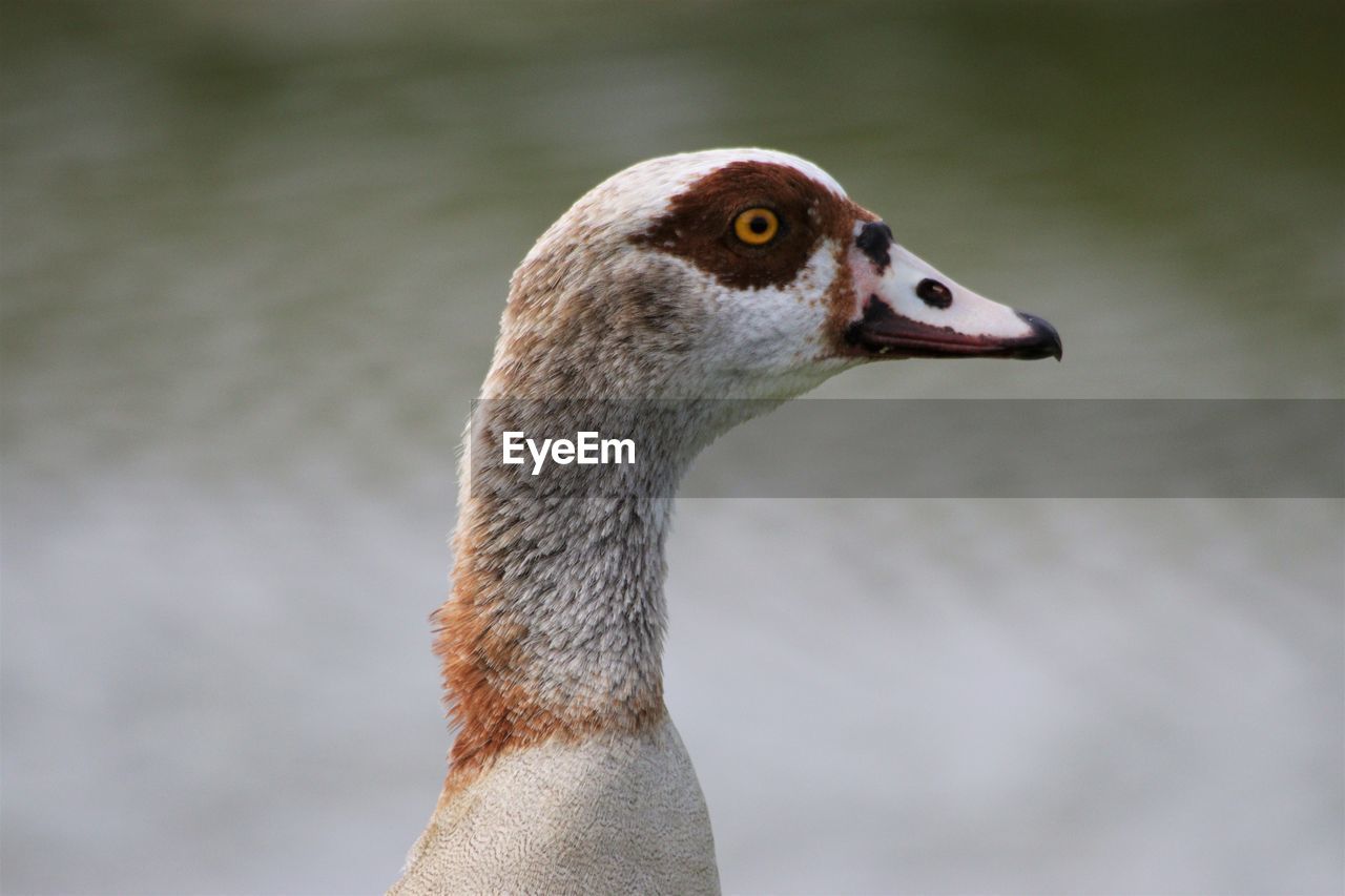 Close-up of a bird