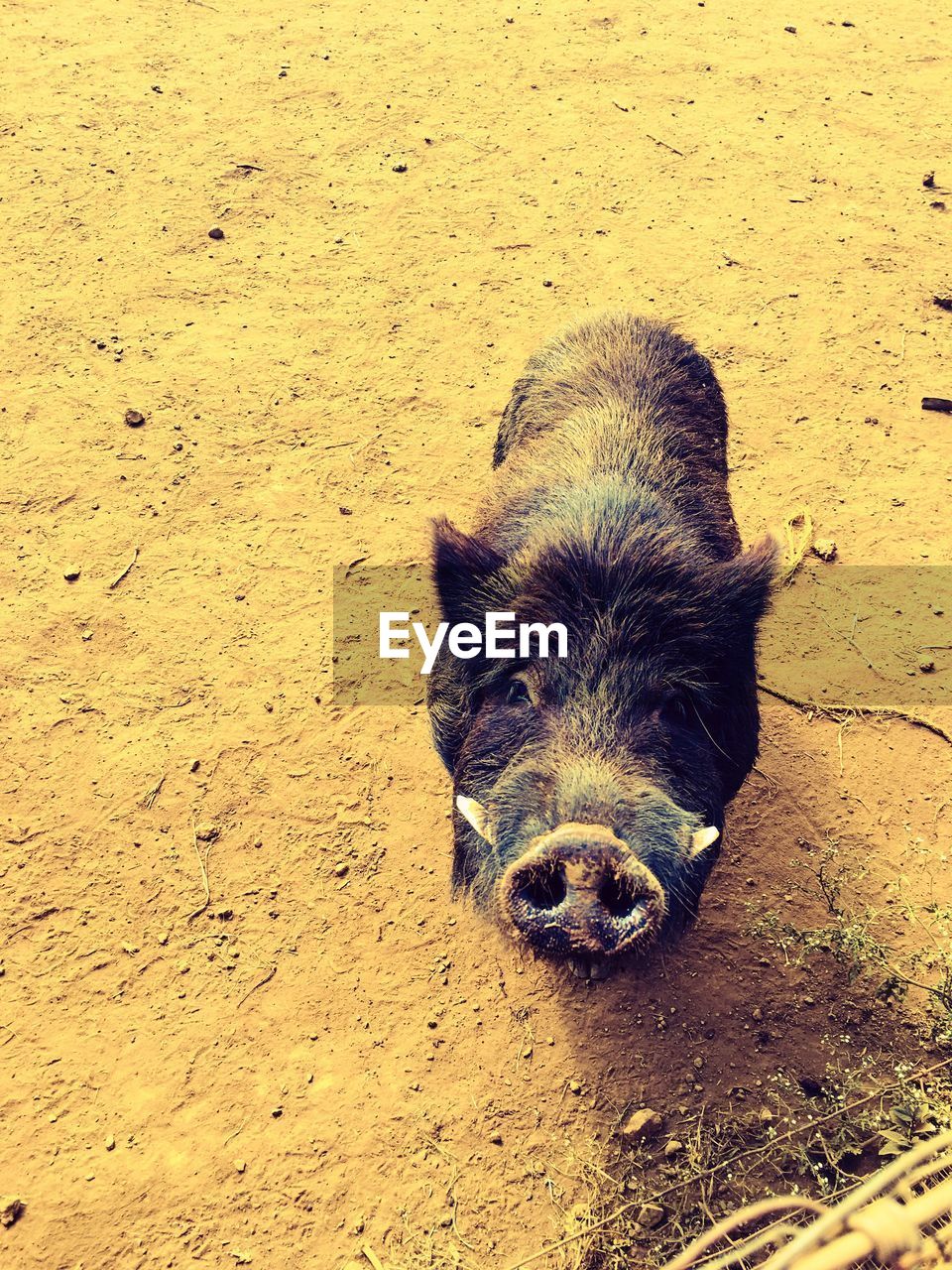 High angle view of warthog standing on field