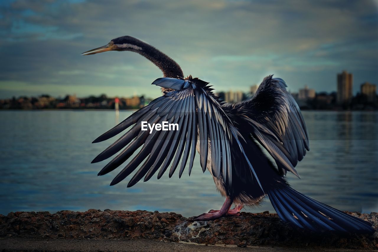 Cormorant perching by lake against sky