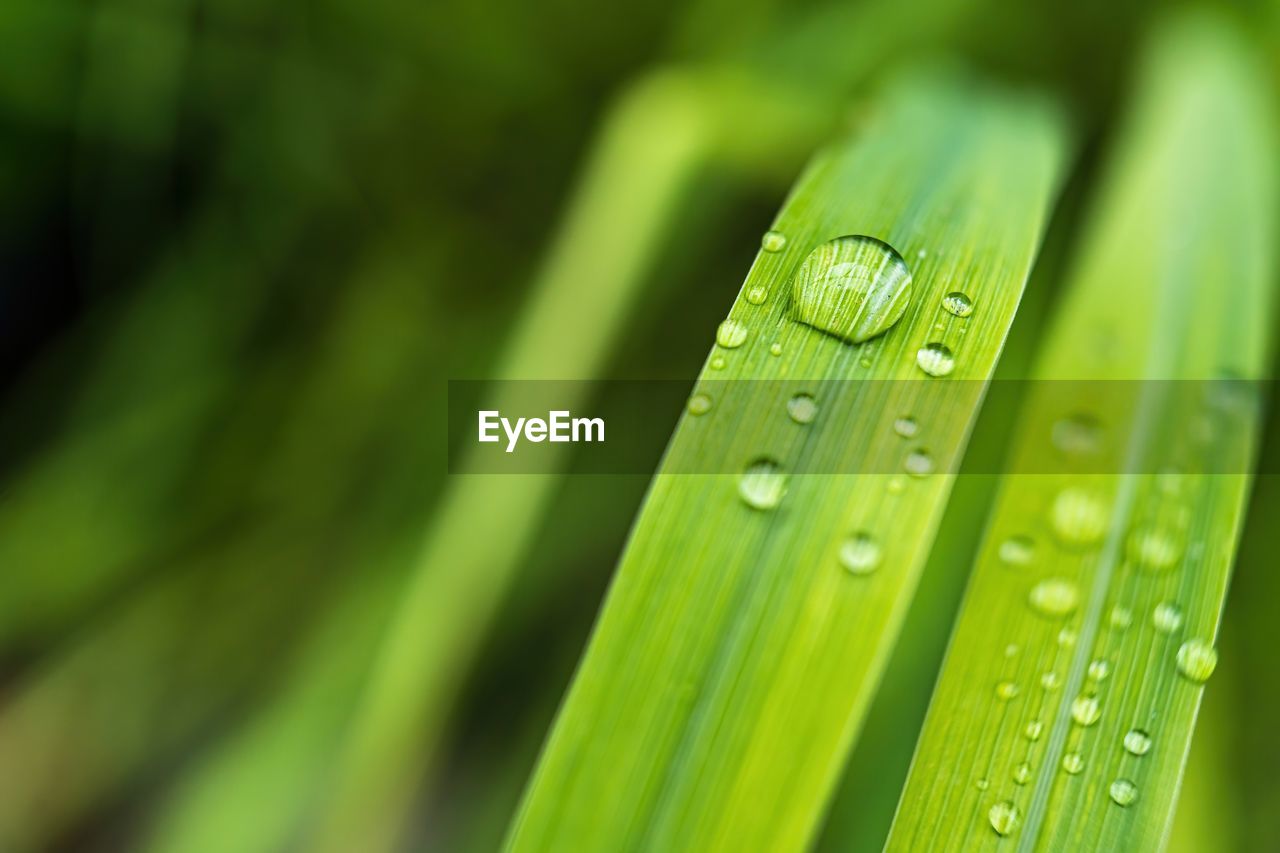 Beautiful fresh green grass with drop of water after the rain in morning sun nature background.