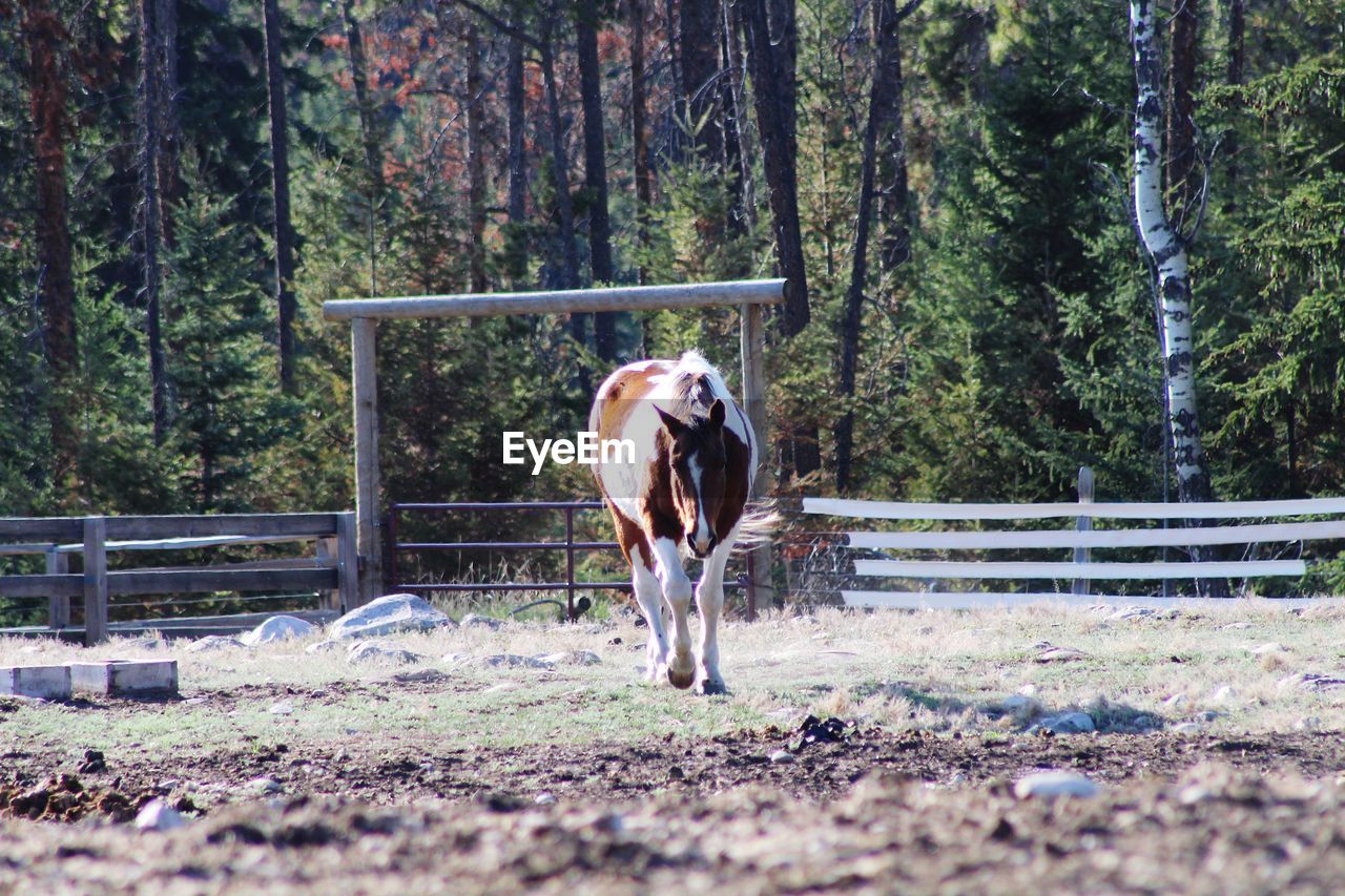 HORSE STANDING IN FOREST