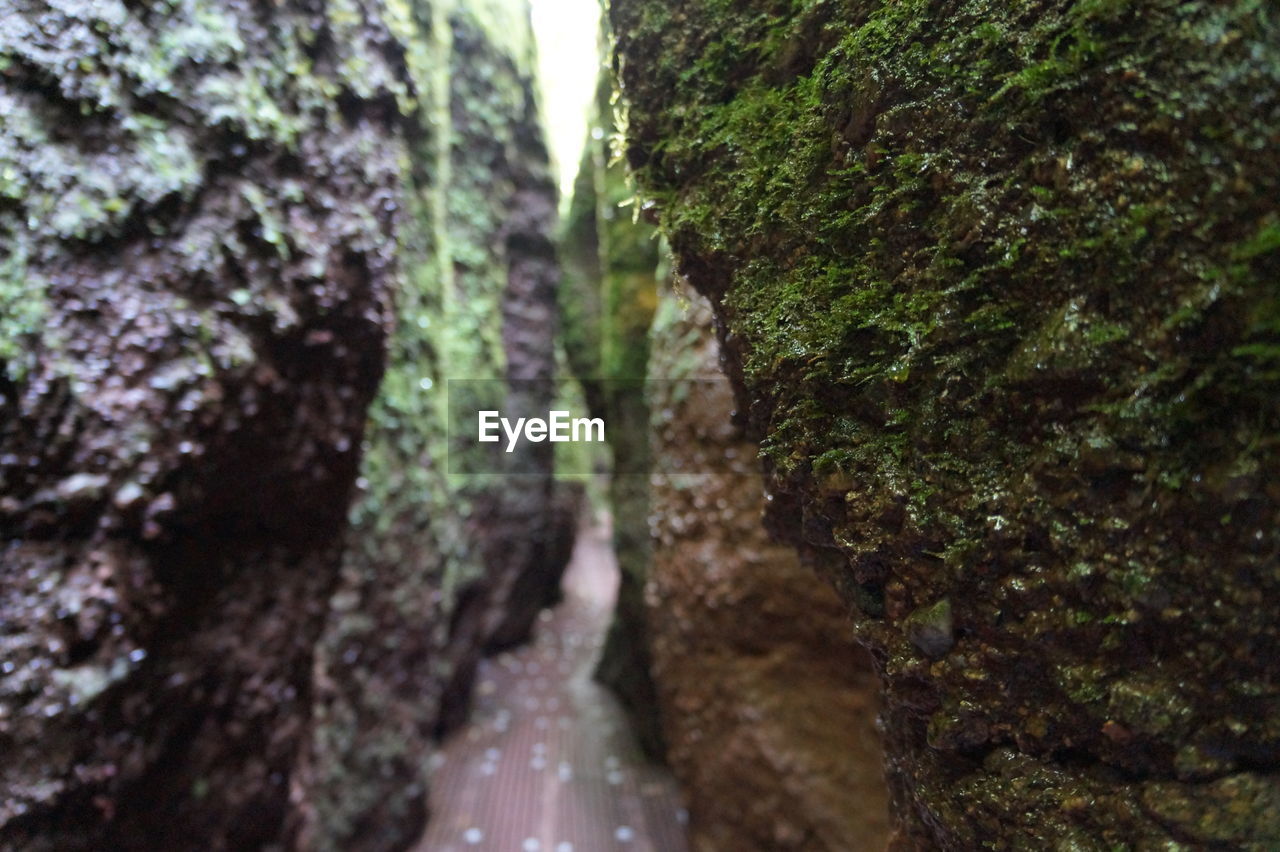 MOSS GROWING ON TREE TRUNK