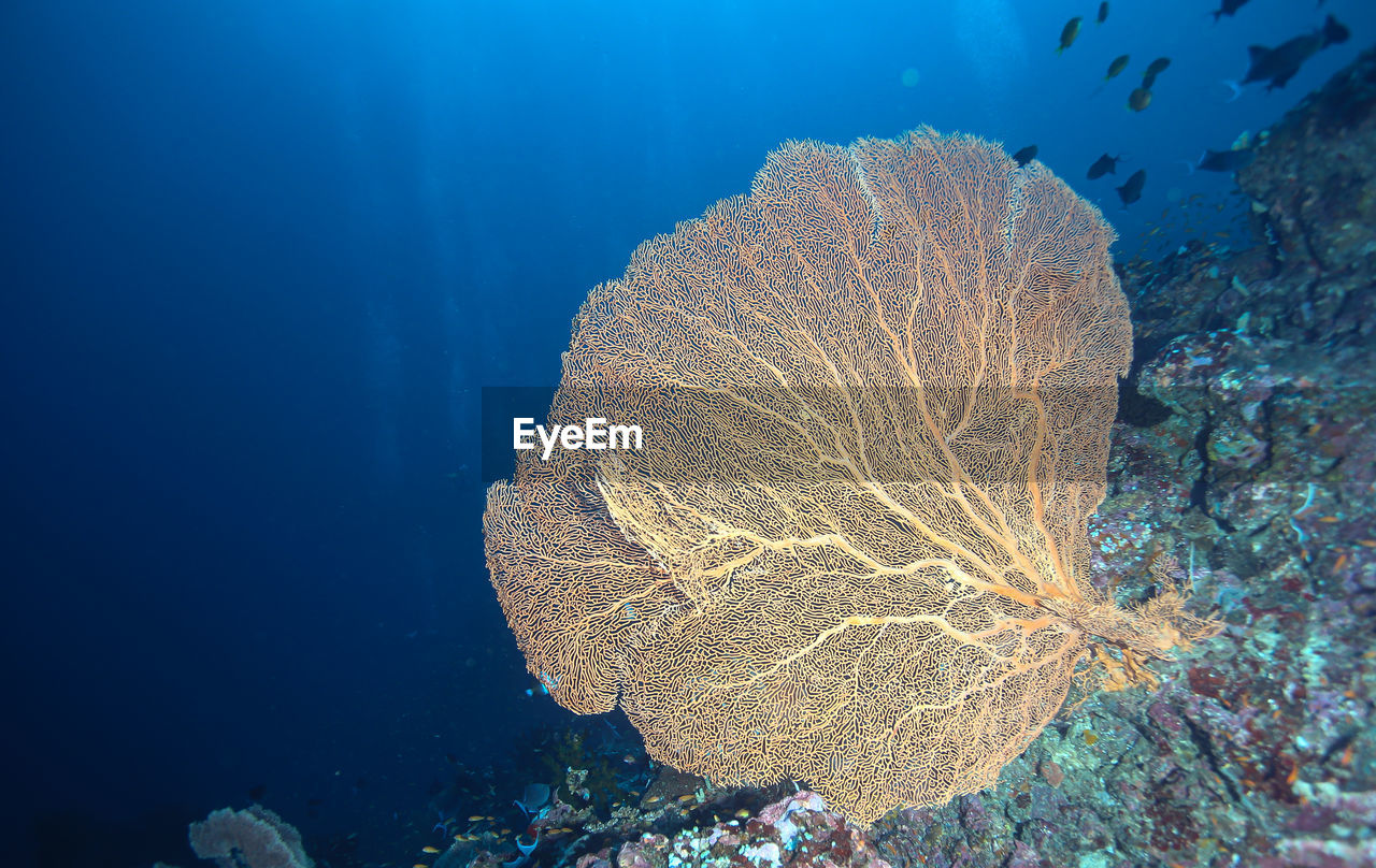 Healthy soft coral in pulau sabang acheh.