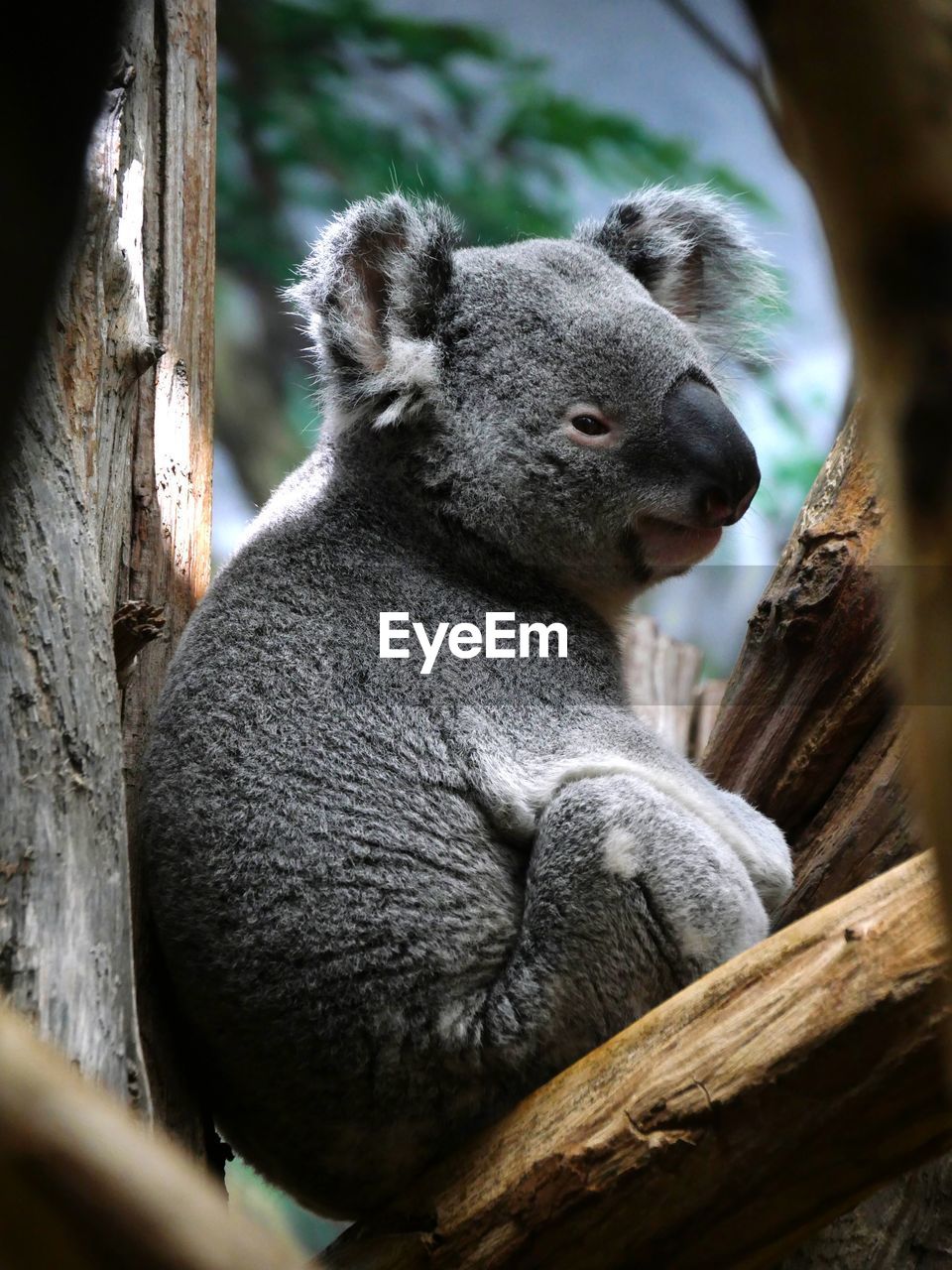 Close-up of a koala on tree trunk