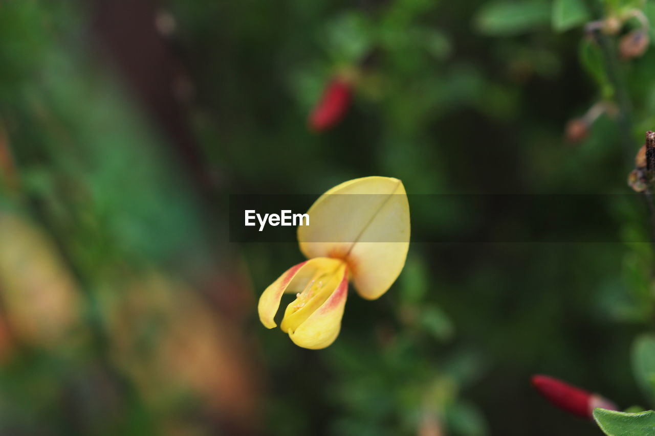 Close-up of yellow flower against blurred background