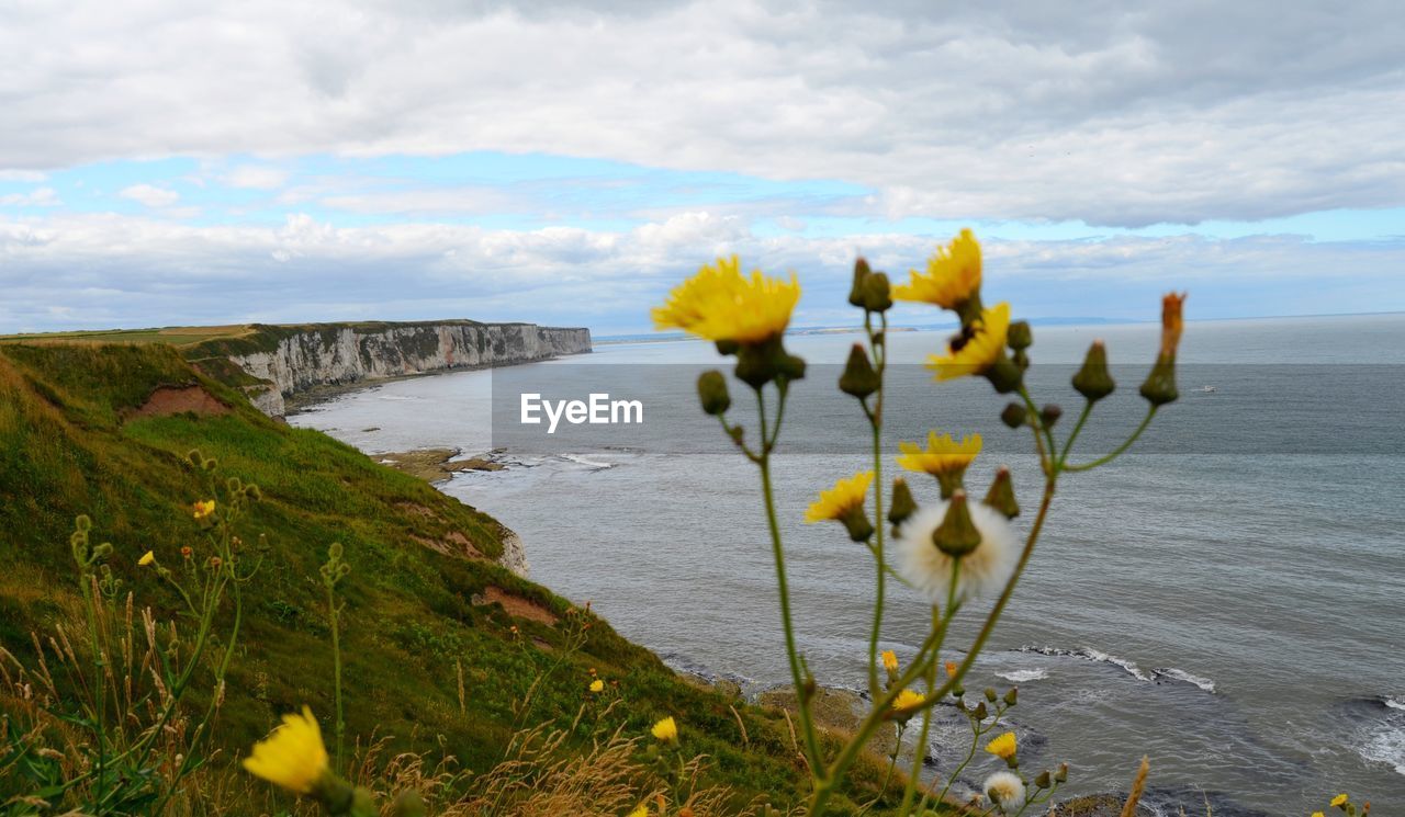 Yellow flowering plants by sea against sky