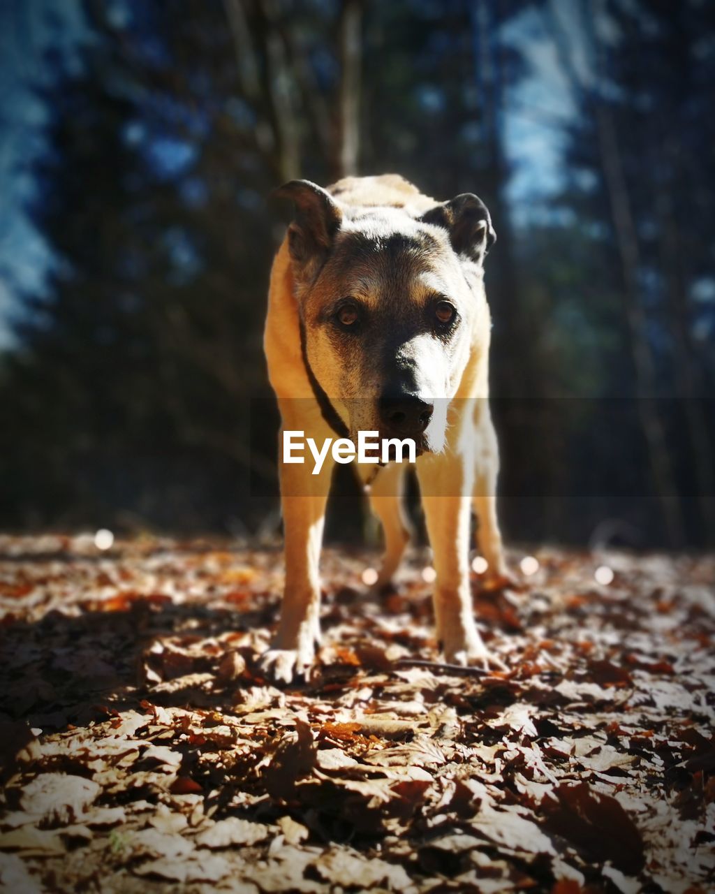 Portrait of dog standing in forest