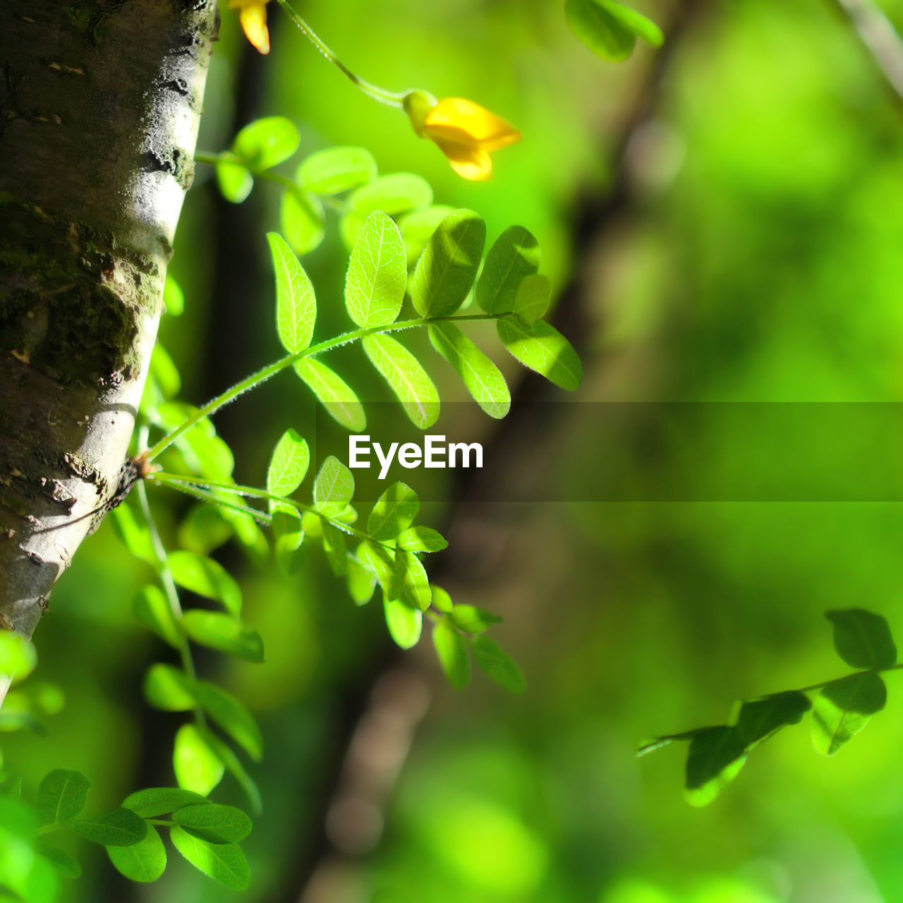 CLOSE-UP OF FRESH GREEN PLANT