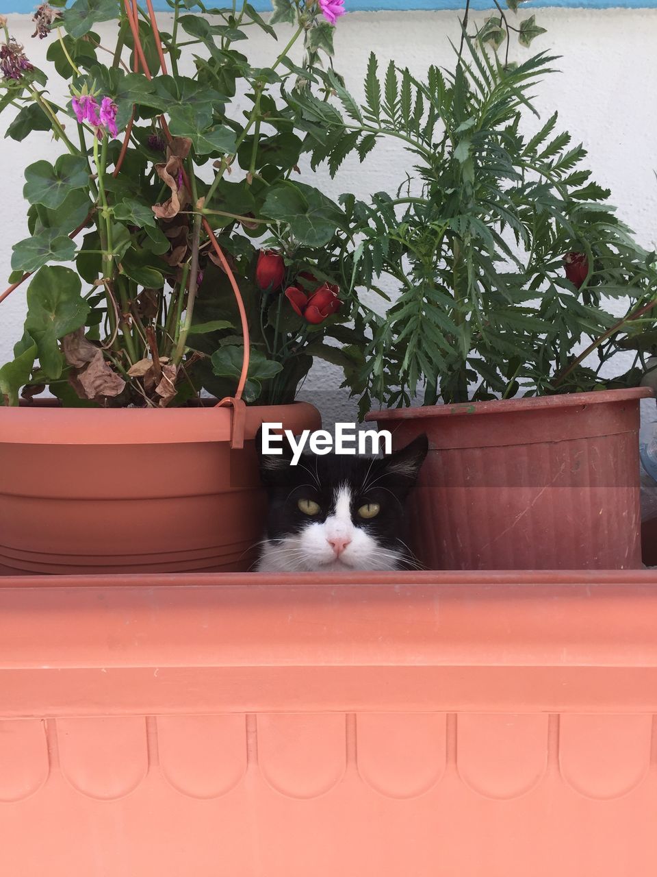 Cat between potted plants